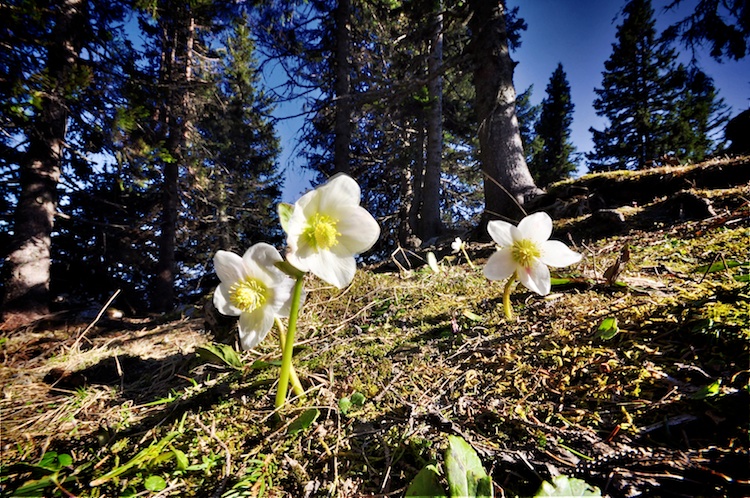 Blumen auf der Rax