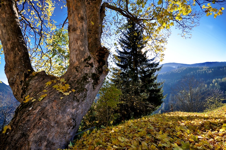 Baum am Frauenberg
