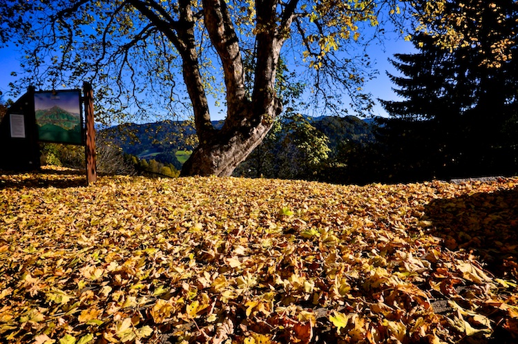 Baum am Frauenberg im Herbst