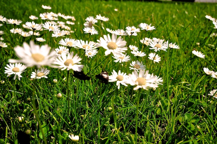 Blumenwiese
