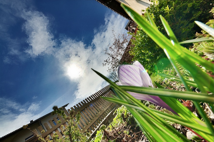 Krokus und Sonne