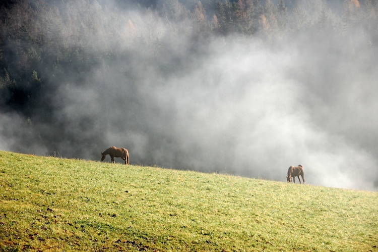 Pferde beim Michlbauer